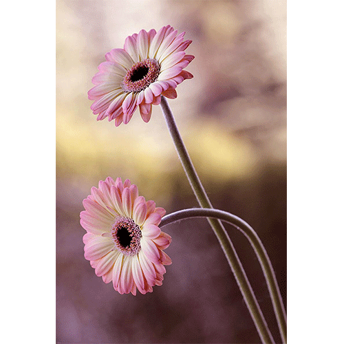 دکلمه عقد فارسی