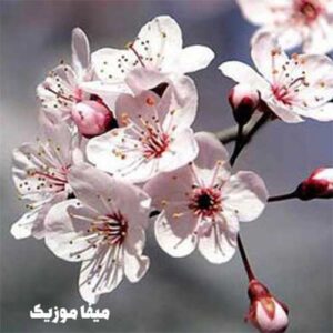 گروه هونیاک شکوفه میرقصد از باد بهاری