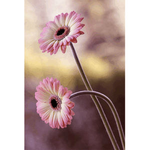 دکلمه تو که باشی